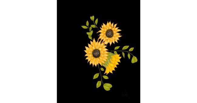 Drawing of Sunflower by Virgo