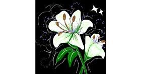 Drawing of Lily flower by Blue Dolphin
