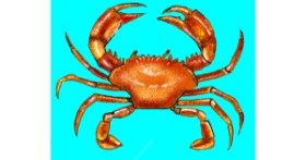 Drawing of Crab by Cec