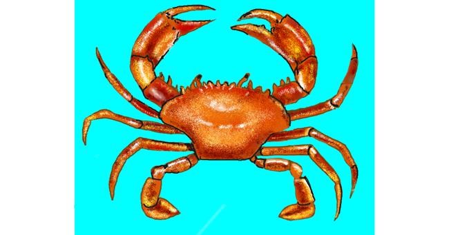 Drawing of Crab by Cec
