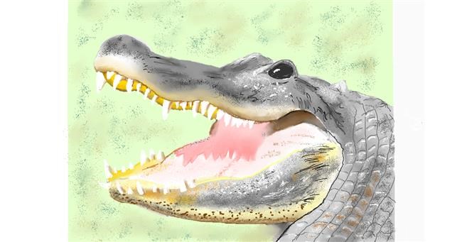 Drawing of Alligator by GJP