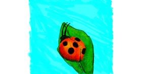 Drawing of Ladybug by Dettale