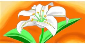 Drawing of Lily flower by Swimmer 