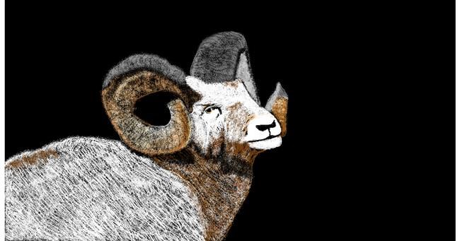 Drawing of Sheep by Chaching