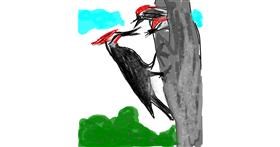 Drawing of Woodpecker by Unknown