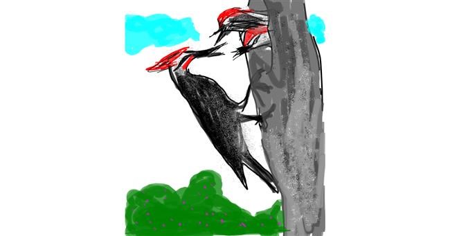 Drawing of Woodpecker by Unknown