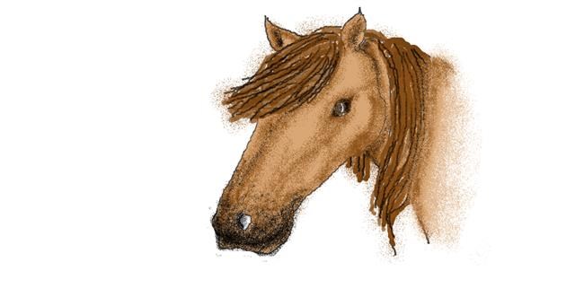 Drawing of Horse by Stephanie