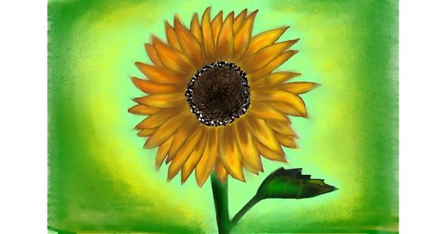 Drawing of Sunflower by Jan