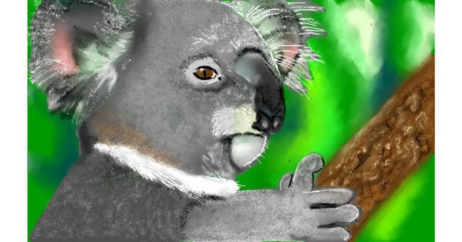 Drawing of Koala by Tim