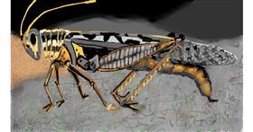 Drawing of Grasshopper by SAM AKA MARGARET 🙄