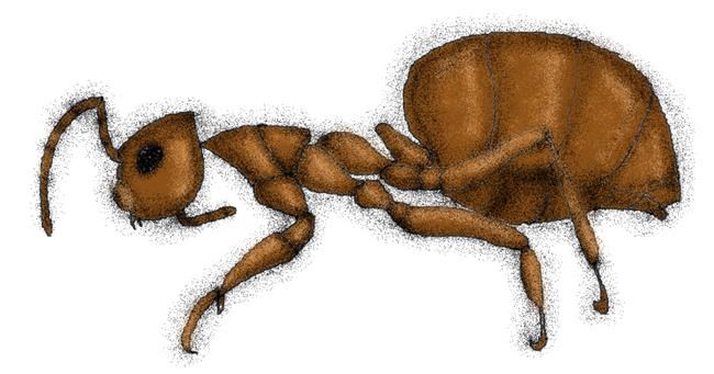 Drawing of Ant by Stephanie