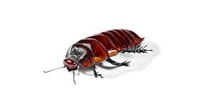 Drawing of Cockroach by Chaching