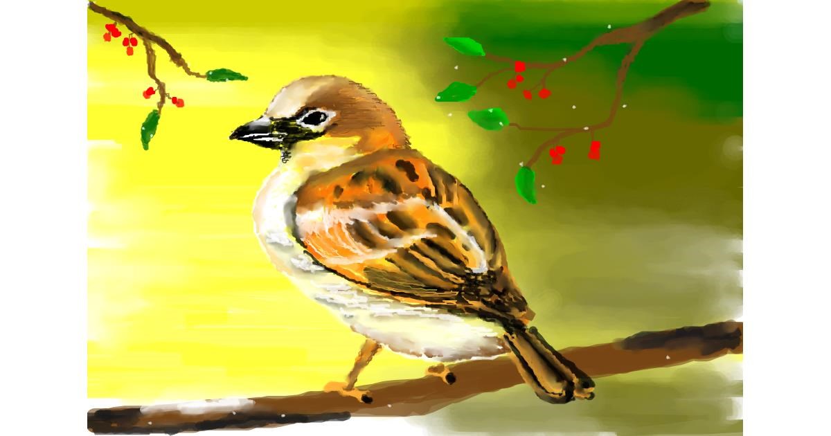 Drawing of Sparrow by 🌏rhythm💐