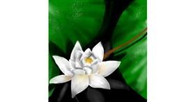 Drawing of Water lily by Aprix