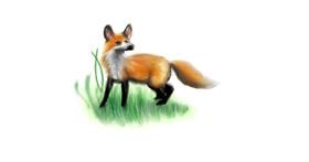 Drawing of Fox by Humo de copal
