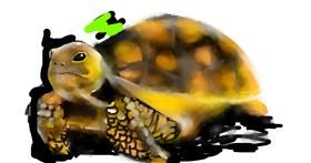 Drawing of Tortoise by Mandy Boggs
