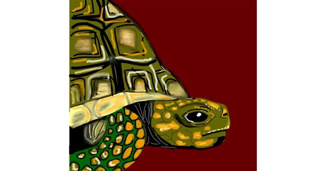 Drawing of Tortoise by Dreamer