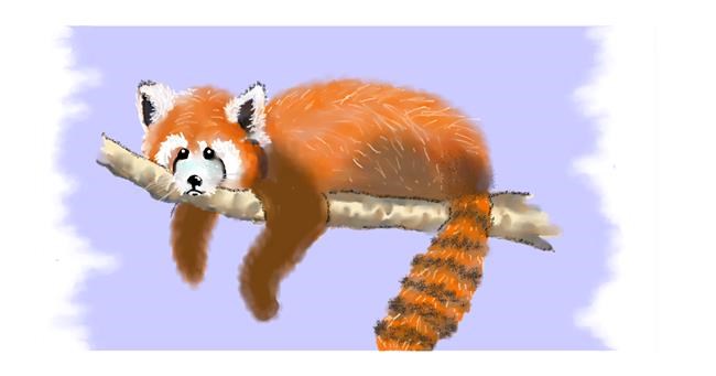 Drawing of Red Panda by DebbyLee