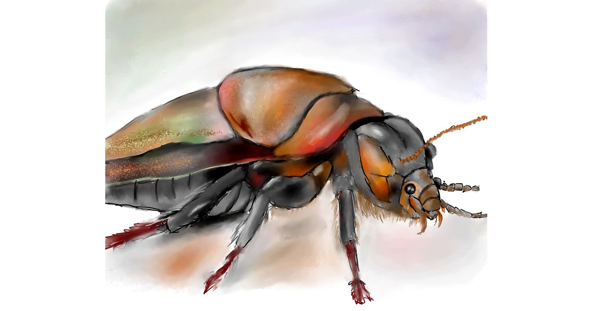 Full Size Drawing