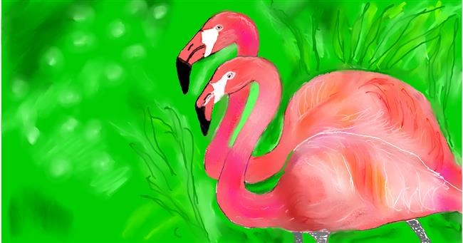 Drawing of Flamingo by Maggy
