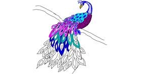 Drawing of Peacock by Leo🐾