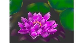 Drawing of Water lily by Rush