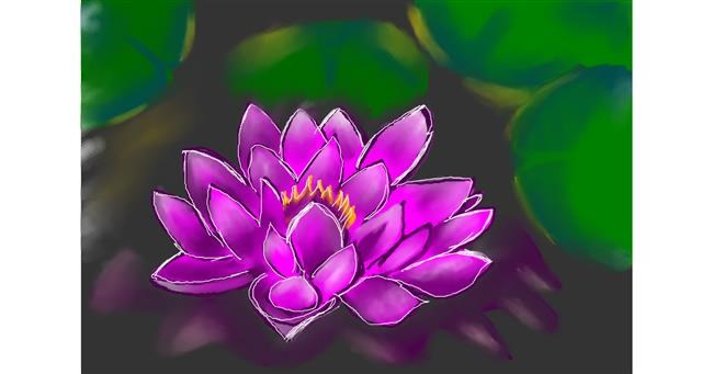 Drawing of Water lily by Rush