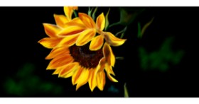 Drawing of Sunflower by Çhåching
