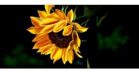 Sonnenblume-Zeichnung von Chaching