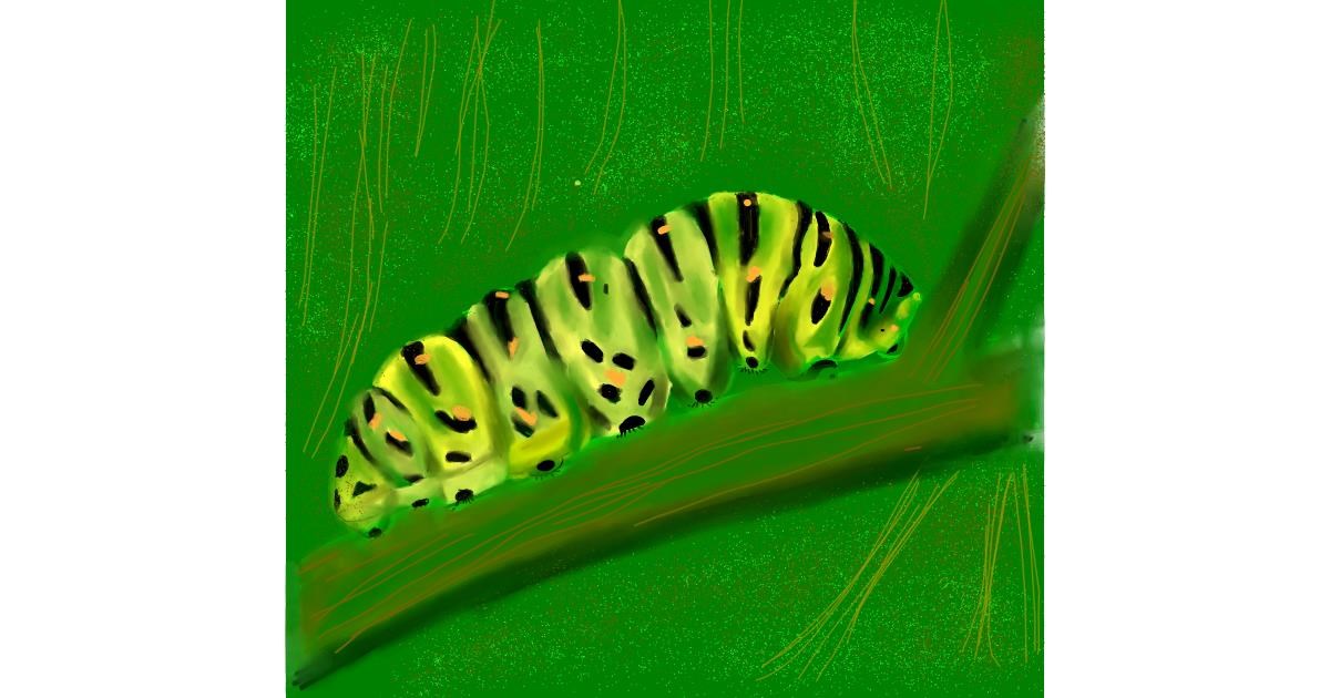 Drawing of Caterpillar by Kathy