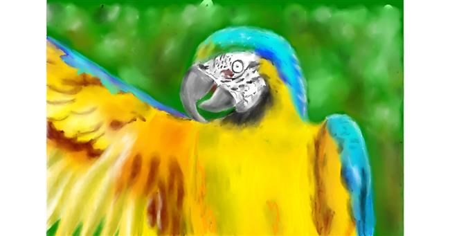 Drawing of Parrot by Wizard