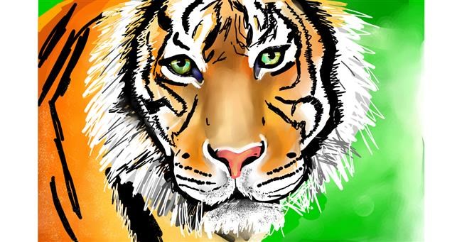 Drawing of Tiger by Rose rocket