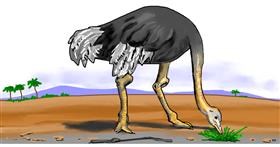 Drawing of Ostrich by Swimmer 