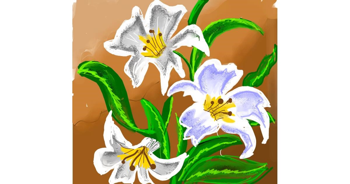 Drawing of Lily flower by Dream
