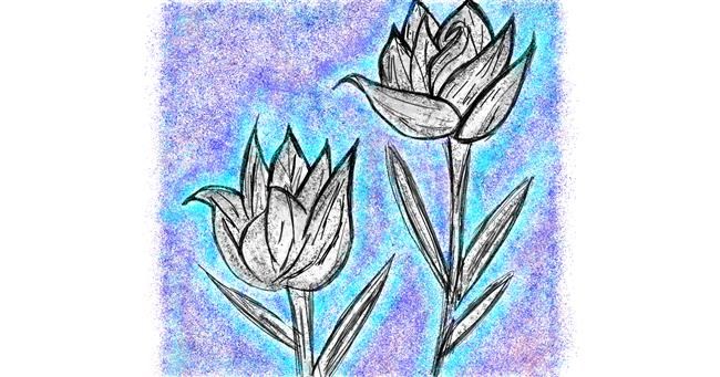 Drawing of Tulips by Kat