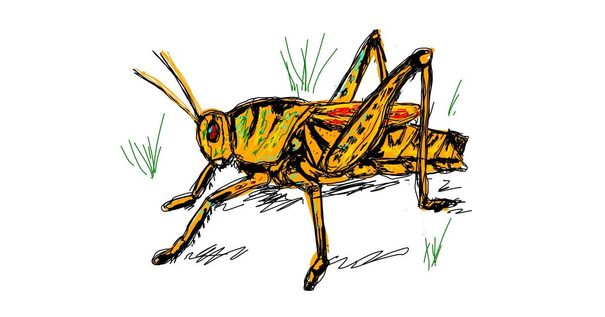 Drawing of Grasshopper by Iris