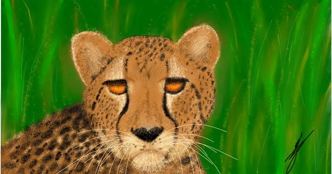 Drawing of Cheetah by DElfinis