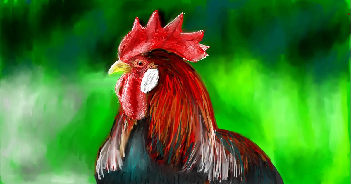 Drawing of Rooster by Soaring Sunshine