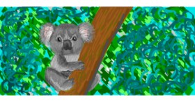 Drawing of Koala by Vrdana