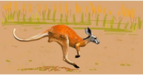 Drawing of Kangaroo by shiNIN