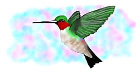 Drawing of Hummingbird by Debidolittle