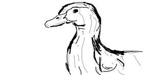 Drawing of Duck by Flintlock pistol