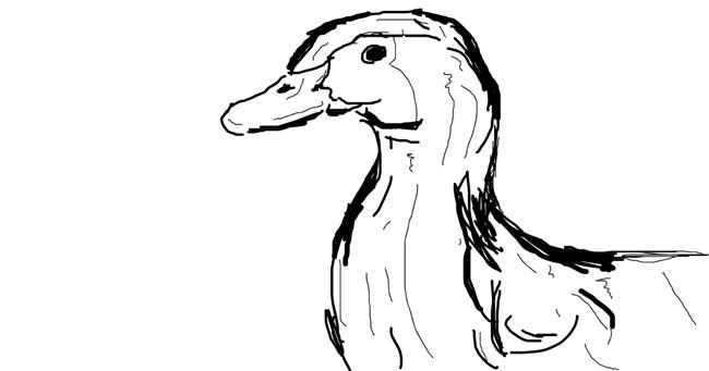 Drawing of Duck by Flintlock pistol