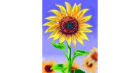 Suncokret - autor: ⋆su⋆vinci彡
