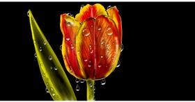 Tulipani - autor: Eclat de Lune