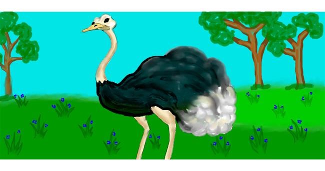 Drawing of Ostrich by Debidolittle