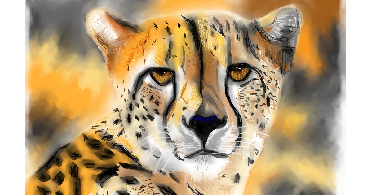 Cheetah Drawing - Gallery and How to Draw Videos!