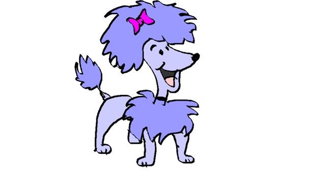 Drawing of Poodle by Kim
