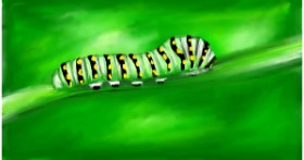 Drawing of Caterpillar by Mia