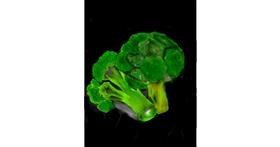 Drawing of Broccoli by Yashi® 🐢